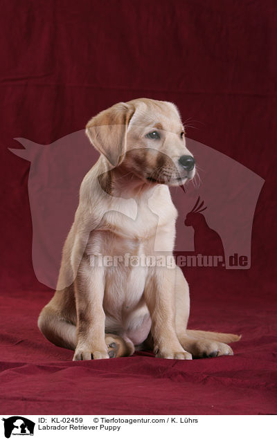 Labrador Retriever Welpe / Labrador Retriever Puppy / KL-02459
