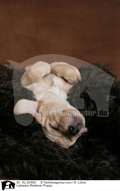 Labrador Retriever Welpe / Labrador Retriever Puppy / KL-02460