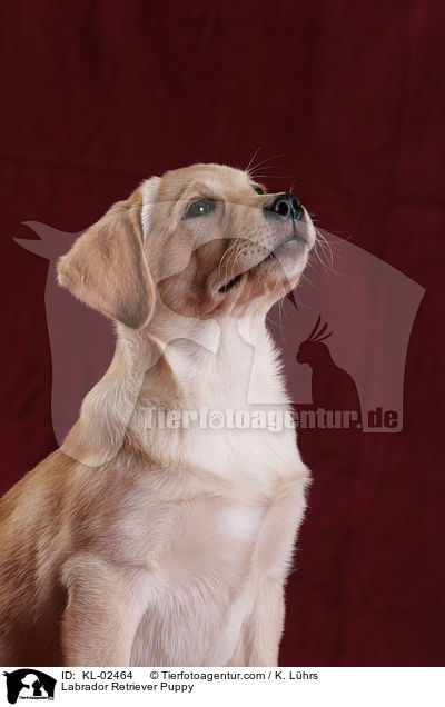 Labrador Retriever Welpe / Labrador Retriever Puppy / KL-02464