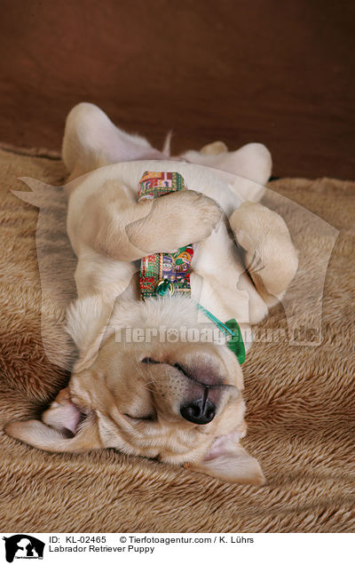 Labrador Retriever Welpe / Labrador Retriever Puppy / KL-02465