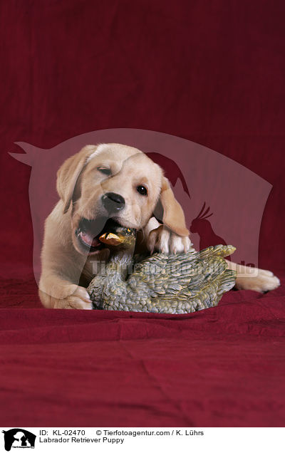 Labrador Retriever Welpe / Labrador Retriever Puppy / KL-02470