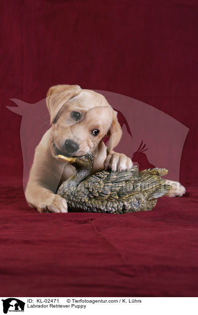 Labrador Retriever Welpe / Labrador Retriever Puppy / KL-02471
