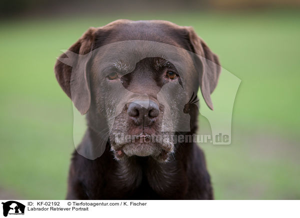 Labrador Retriever Portrait / Labrador Retriever Portrait / KF-02192
