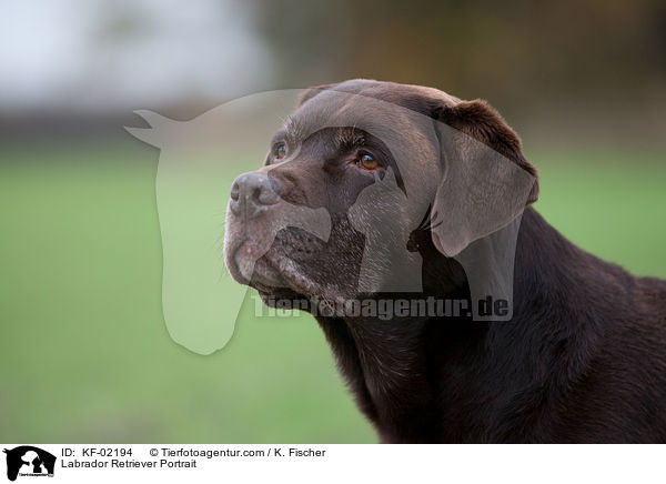Labrador Retriever Portrait / Labrador Retriever Portrait / KF-02194
