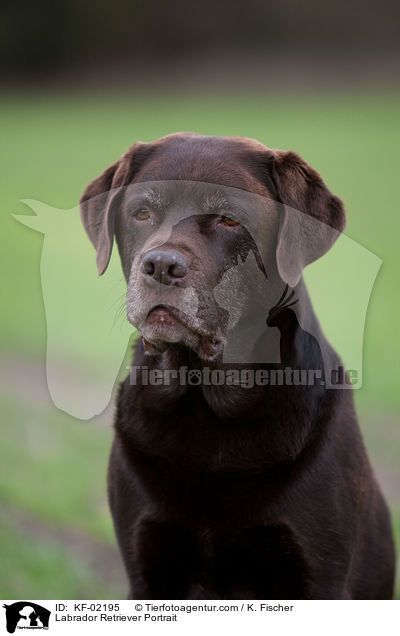 Labrador Retriever Portrait / Labrador Retriever Portrait / KF-02195