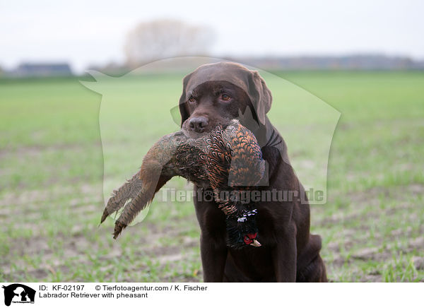 Labrador Retriever mit Fasan / Labrador Retriever with pheasant / KF-02197