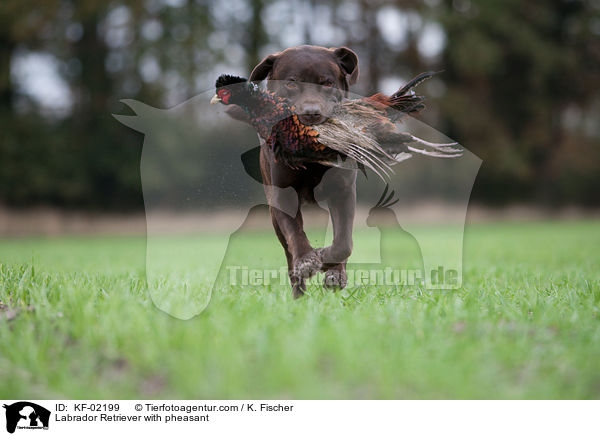 Labrador Retriever mit Fasan / Labrador Retriever with pheasant / KF-02199