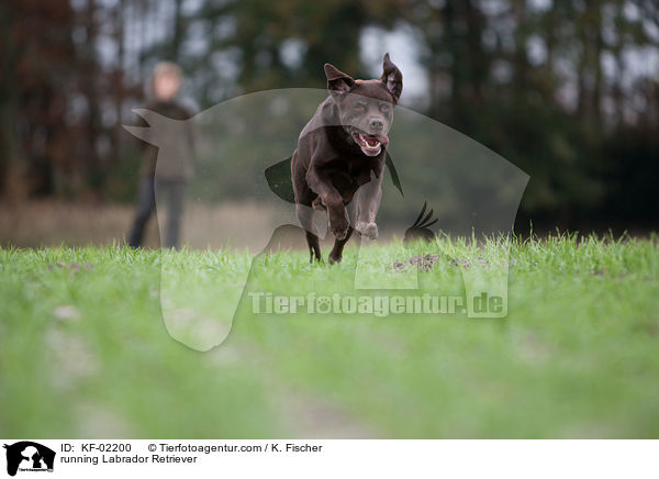 rennender Labrador Retriever / running Labrador Retriever / KF-02200