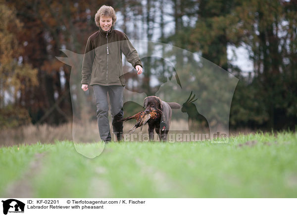 Labrador Retriever mit Fasan / Labrador Retriever with pheasant / KF-02201