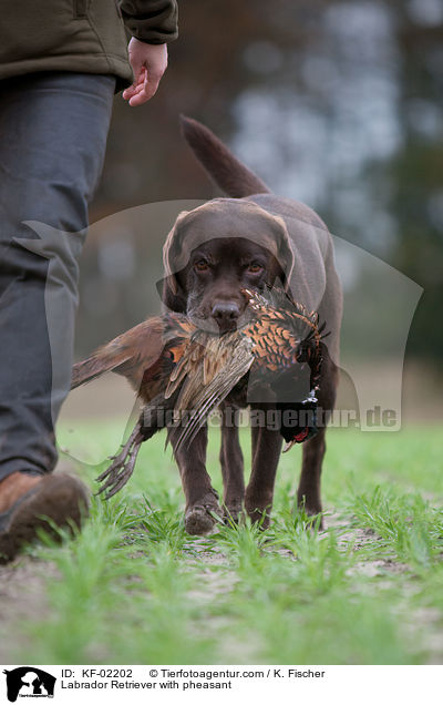 Labrador Retriever mit Fasan / Labrador Retriever with pheasant / KF-02202