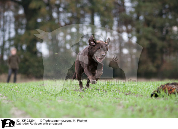 Labrador Retriever mit Fasan / Labrador Retriever with pheasant / KF-02204