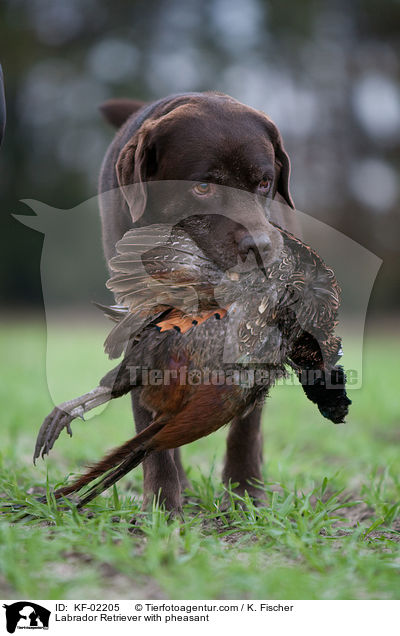 Labrador Retriever mit Fasan / Labrador Retriever with pheasant / KF-02205