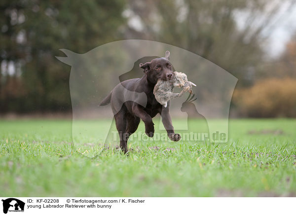 junger Labrador Retriever mit Kaninchen / young Labrador Retriever with bunny / KF-02208