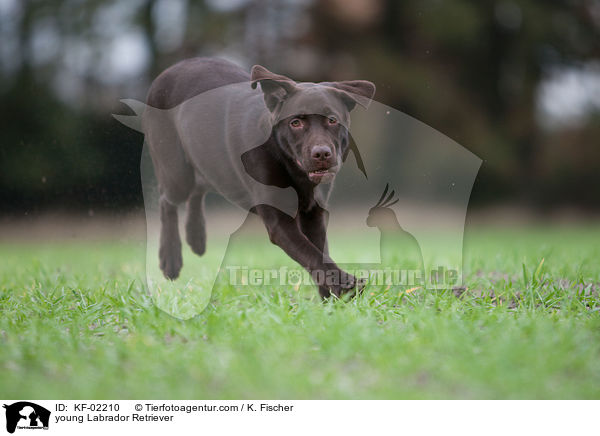 junger Labrador Retriever / young Labrador Retriever / KF-02210