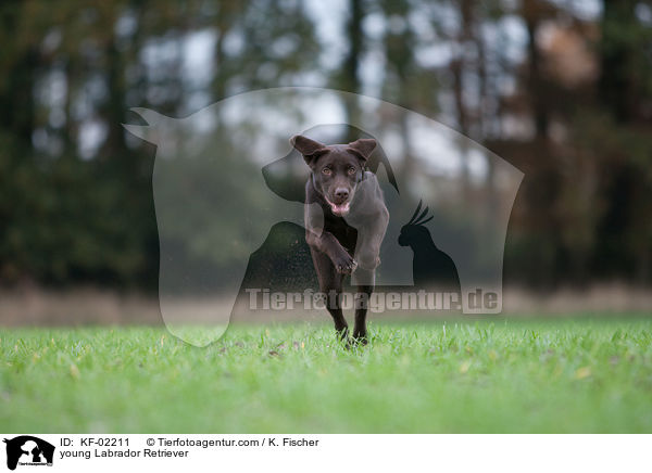 junger Labrador Retriever / young Labrador Retriever / KF-02211