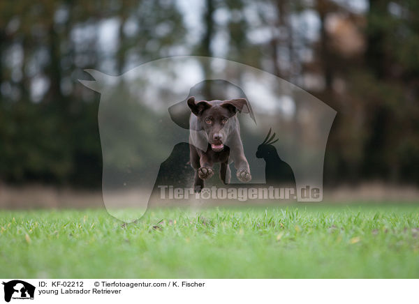 junger Labrador Retriever / young Labrador Retriever / KF-02212