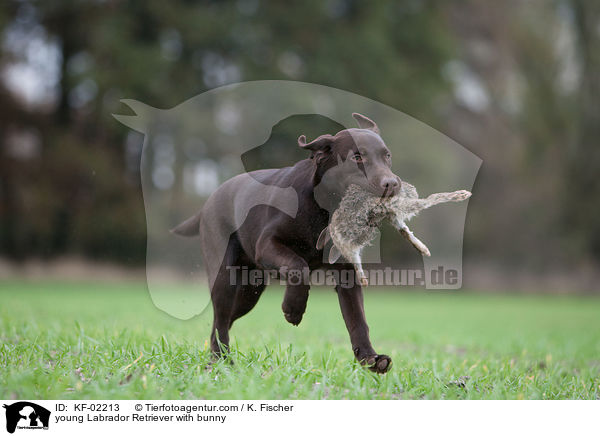 junger Labrador Retriever mit Kaninchen / young Labrador Retriever with bunny / KF-02213