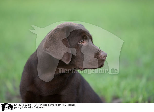 junger Labrador Retriever / young Labrador Retriever / KF-02218