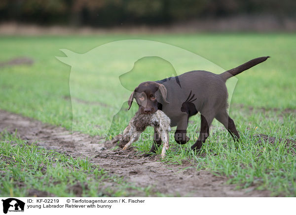 junger Labrador Retriever mit Kaninchen / young Labrador Retriever with bunny / KF-02219