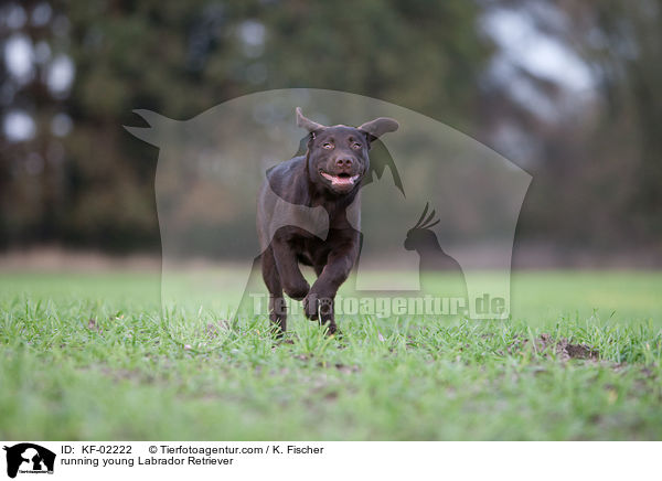 rennender junger Labrador Retriever / running young Labrador Retriever / KF-02222