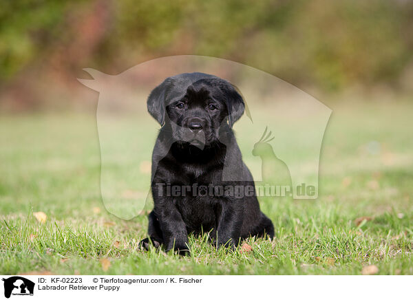 Labrador Retriever Welpe / Labrador Retriever Puppy / KF-02223
