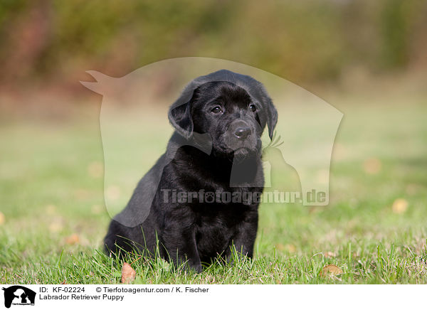 Labrador Retriever Welpe / Labrador Retriever Puppy / KF-02224