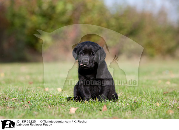 Labrador Retriever Welpe / Labrador Retriever Puppy / KF-02225
