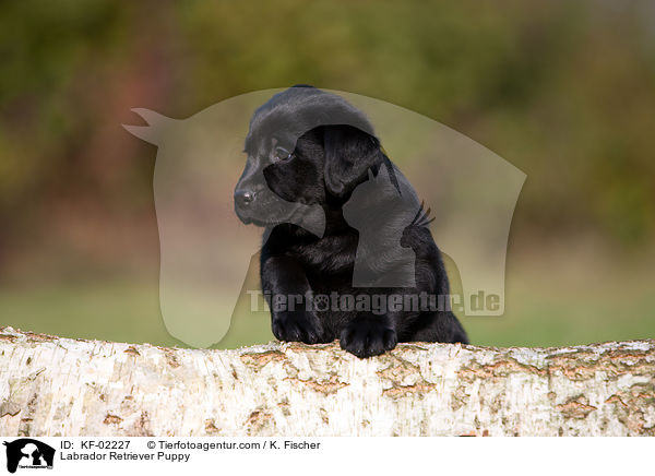 Labrador Retriever Welpe / Labrador Retriever Puppy / KF-02227
