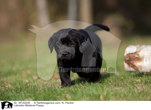 Labrador Retriever Welpe / Labrador Retriever Puppy / KF-02230