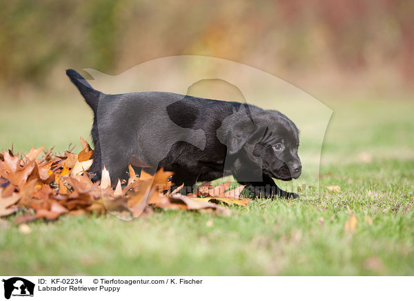 Labrador Retriever Welpe / Labrador Retriever Puppy / KF-02234
