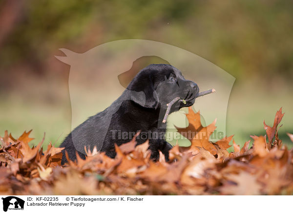 Labrador Retriever Welpe / Labrador Retriever Puppy / KF-02235