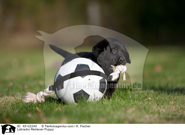 Labrador Retriever Welpe / Labrador Retriever Puppy / KF-02240