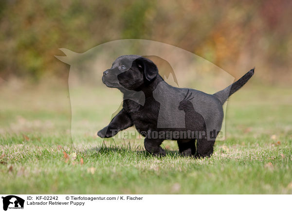 Labrador Retriever Welpe / Labrador Retriever Puppy / KF-02242