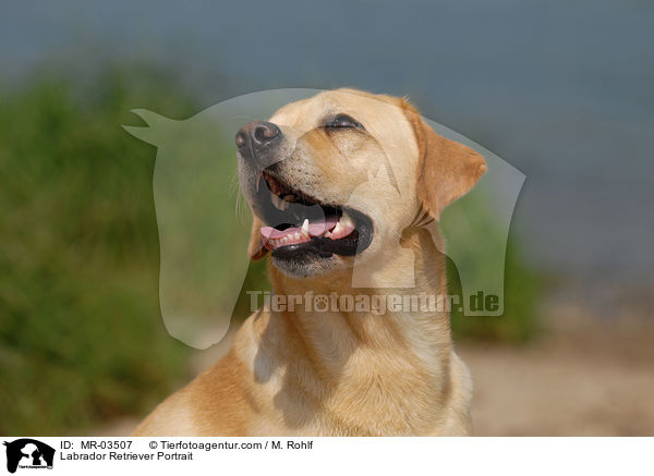 Labrador Retriever Portrait / Labrador Retriever Portrait / MR-03507