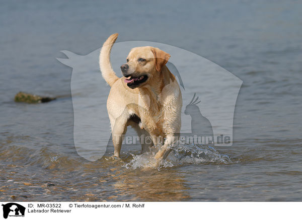 Labrador Retriever / Labrador Retriever / MR-03522