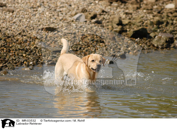 Labrador Retriever / Labrador Retriever / MR-03532