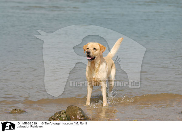 Labrador Retriever / Labrador Retriever / MR-03539