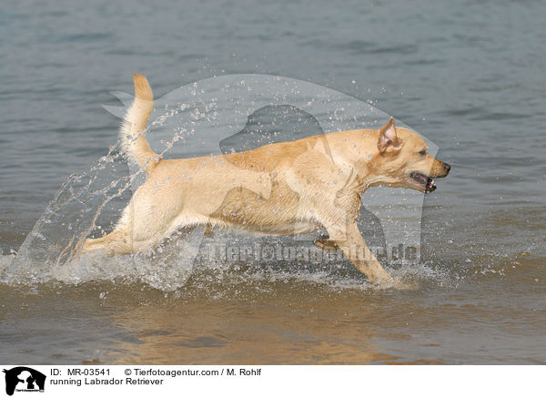 rennender Labrador Retriever / running Labrador Retriever / MR-03541
