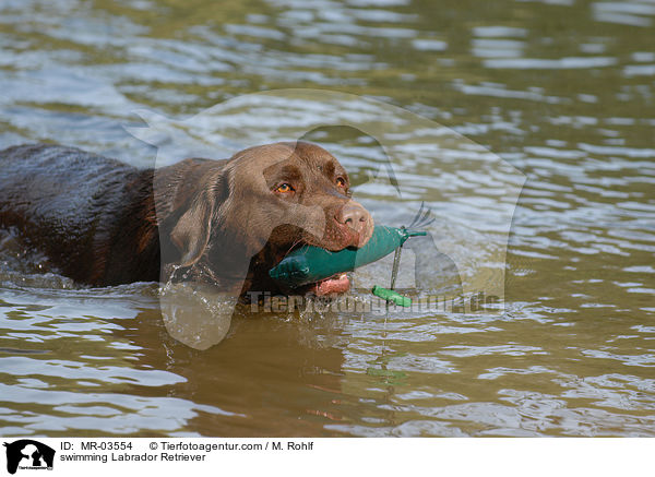 schwimmender Labrador Retriever / swimming Labrador Retriever / MR-03554
