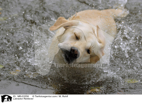 Labrador Retriever / Labrador Retriever / MR-03556