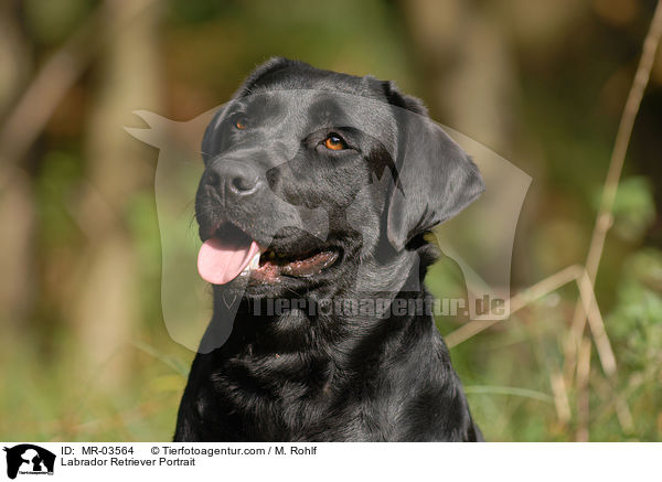 Labrador Retriever Portrait / Labrador Retriever Portrait / MR-03564
