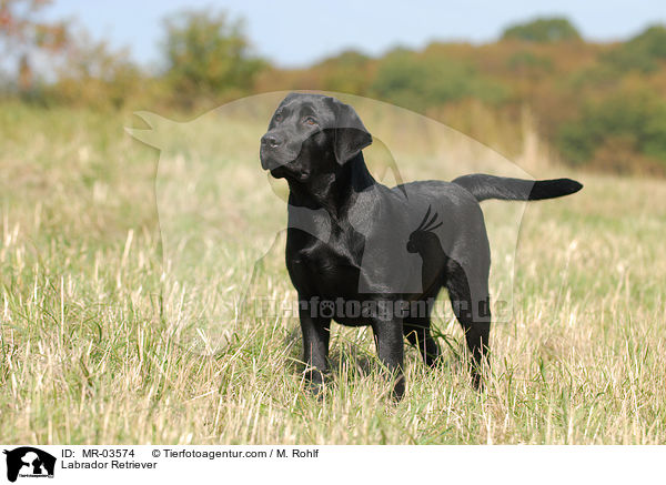 Labrador Retriever / Labrador Retriever / MR-03574