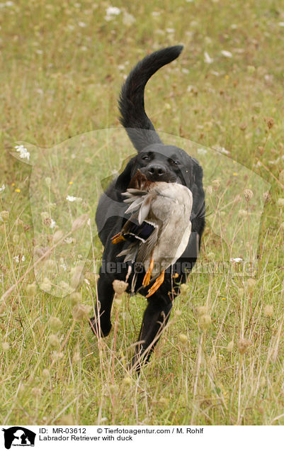 Labrador Retriever mit Ente / Labrador Retriever with duck / MR-03612