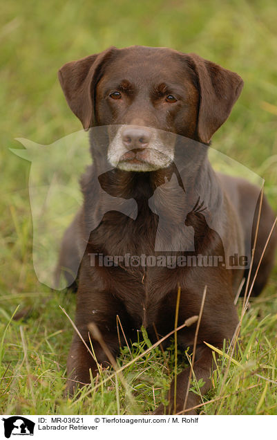 Labrador Retriever / Labrador Retriever / MR-03621