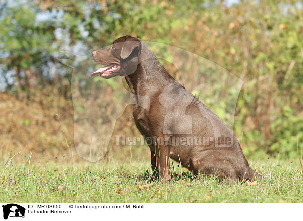 Labrador Retriever / Labrador Retriever / MR-03650