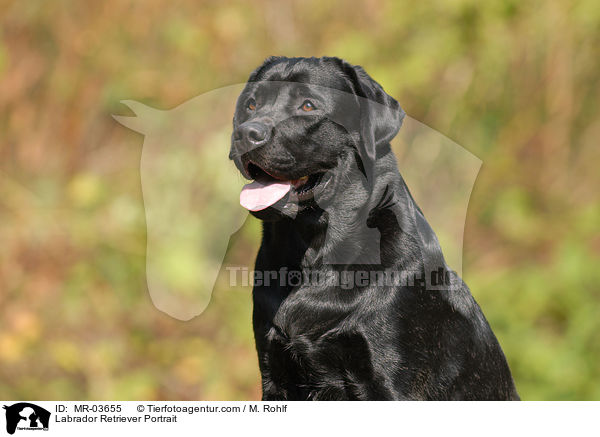 Labrador Retriever Portrait / Labrador Retriever Portrait / MR-03655