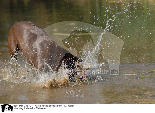 Labrador Retriever schttelt sich / shaking Labrador Retriever / MR-03672