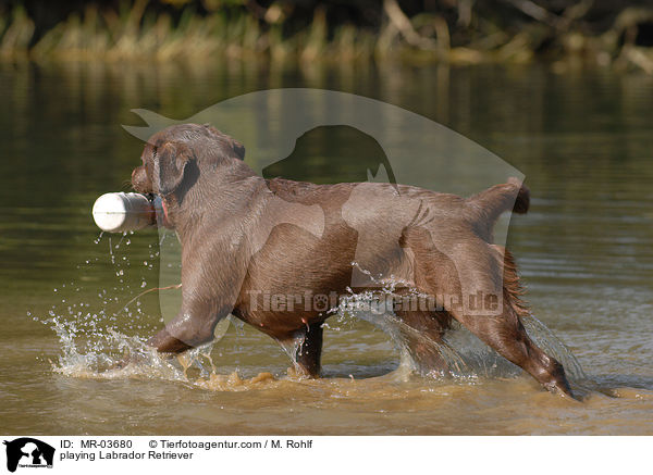 spielender Labrador Retriever / playing Labrador Retriever / MR-03680