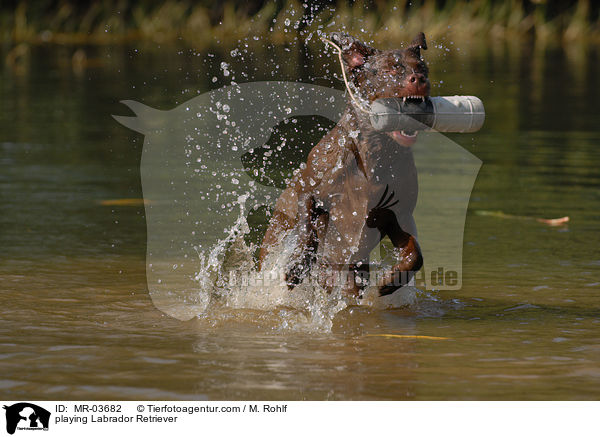 spielender Labrador Retriever / playing Labrador Retriever / MR-03682
