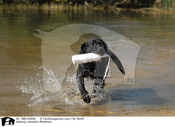 spielender Labrador Retriever / playing Labrador Retriever / MR-03686